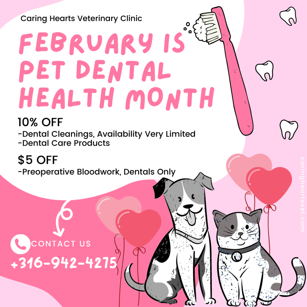 Dental Month Is Here | Veterinarians in Wichita, KS | Caring Hearts ...